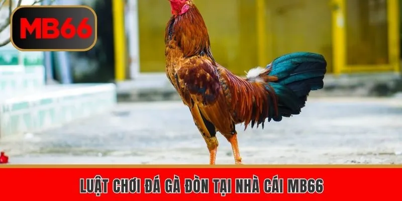 Đá Gà Đòn MB66 – Đặt Cược Chiến Kê Giành Chiến Thắng